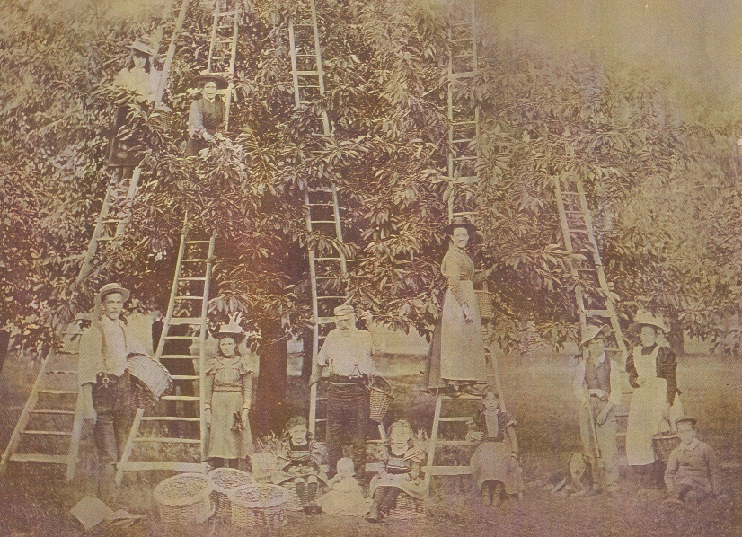The Elvy family at fruit harvesting (circa 1900)